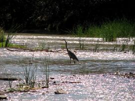 Cottonwood AZ Verde River Riparian Greenway