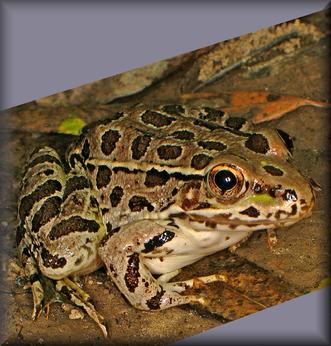 lowland leopard frog