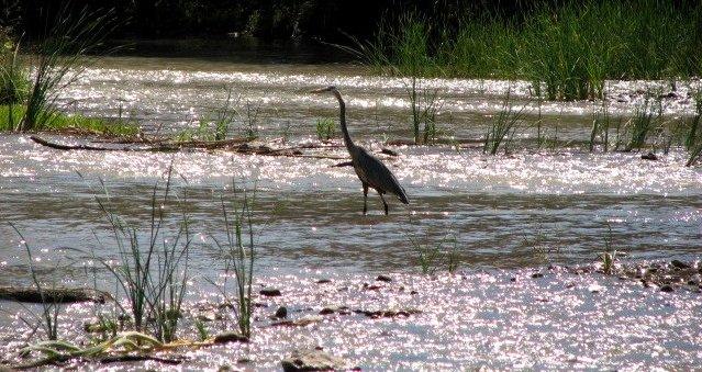 verde river hotel swimming hiking